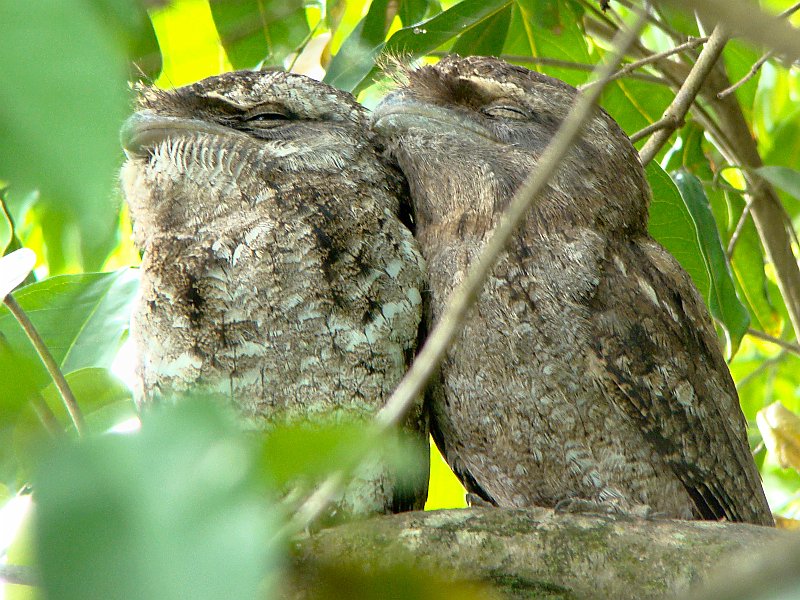 1115_Papuan_Frogmouths_who_mate_for life.JPG
